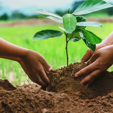 Plant Tree